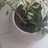 گل های آپارتمانی ورق بزنید|گل و گیاه طبیعی|کرج, باغستان|دیوار