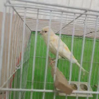 قناری ماده معاوضه با عروس