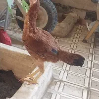 لاری