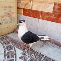 کبوتر ماده ساده|پرنده|زاهدان, |دیوار