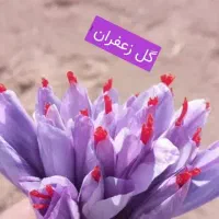 گل زعفران تربت حیدریه زاوه خریدمستقیم ازخودکشاورز