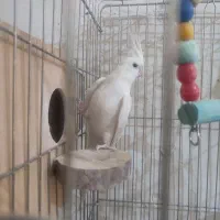 یه جفت عروس هلندی اابینو و واین فیس