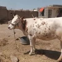 گاو|حیوانات مزرعه|هفتگل, |دیوار