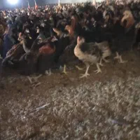 جوجه مرغ بومی جهادی