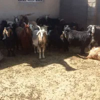 فروش بز یا معاوضه با میش