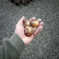 پیاز گل نرگس درجه یک|گل و گیاه طبیعی|بیرجند, |دیوار