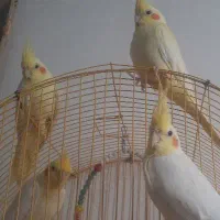 فروش پرنده عروس