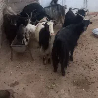 بز وبیگ|حیوانات مزرعه|شوشتر, |دیوار