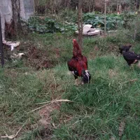 تخم مرغ لاری|حیوانات مزرعه|خشکبیجار, |دیوار