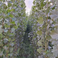 نهال صنوبر نیگرا و گردو چندلر فرانکی ژنتیپ برتر|گل و گیاه طبیعی|مشگین شهر, |دیوار