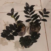 گلخانه،لچریانا،رافیدو ،اسکاندیس،کود رشد