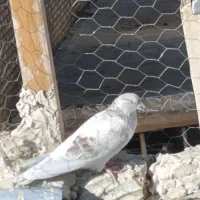 دوتا کبوتر هستیم|پرنده|اشنویه, |دیوار