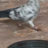 دست‌قوچی‌نر