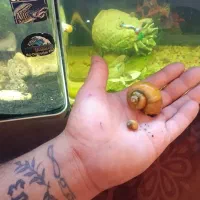 حلزون سیب آکواریوم