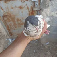 یال قهوه ای|پرنده|کوه چنار, |دیوار