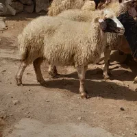 ۱۰عدد گوسفند همه شیره دار آبستن پستان کرده|حیوانات مزرعه|ایلام, |دیوار