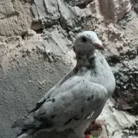 کفتر فروشی|پرنده|سبزوار, زینبیه|دیوار