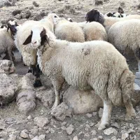 شک ورن سنجابی|حیوانات مزرعه|دالاهو, |دیوار