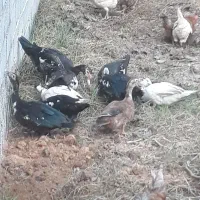 اردک مسکوئی (اسراعیلی)|حیوانات مزرعه|رشت, نیروی دریایی|دیوار