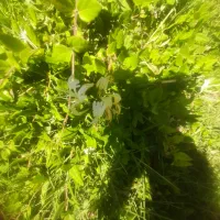 پخش انگور بابهترین کفیت