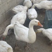 قوغاز|حیوانات مزرعه|ارومیه, |دیوار