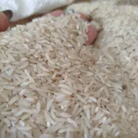 برنجامساله فجر|خوردنی و آشامیدنی|مزرعه کتول, |دیوار