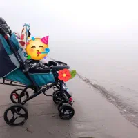 کالسکه دلیجان در حد|کالسکه و لوازم جانبی|تهران, فردوس|دیوار