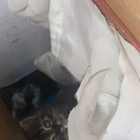 واگذاری یک گربه خوشگل پرشین چشم ابی|گربه|ارومیه, |دیوار