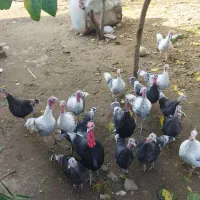 بو قلمون فروشی