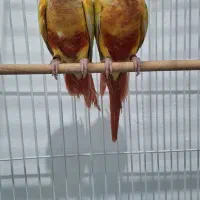 گرنیچیک|پرنده|مشهد, نیزه|دیوار