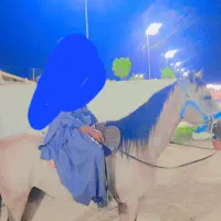 اسب عرب نریون