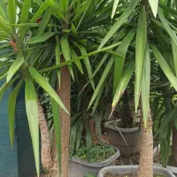 یوکا|گل و گیاه طبیعی|رحیم‌آباد, |دیوار