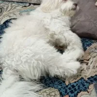 سگ نر بالغ یک ساله