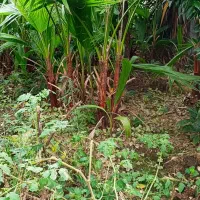 گیاه های زینتی مناسب باغچه و فضای سبز|گل و گیاه طبیعی|کیاشهر, |دیوار