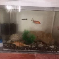 آکواریوم شیشه خم شرکتی