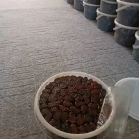 خرما کبکاب و خاصویی بهبهان عمده و جزعی