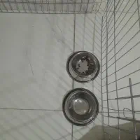 سگ جیبی پودل وپامر|سگ|تهران, خانی آباد نو جنوبی|دیوار