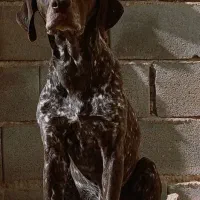 فروش پویینتر آلمانی نر