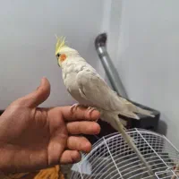 عروس هلندی نر|پرنده|مشهد, چهنو|دیوار