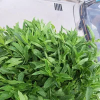 مرزه و نعنا درجه ۱ تازه اب نزده اب چاه موتور|خوردنی و آشامیدنی|مشهد, فاطمیه|دیوار