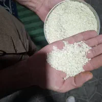 برنج چمپای لردگان وفلارد