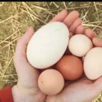 غاز|حیوانات مزرعه|بم, |دیوار