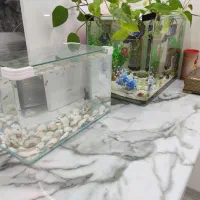 آکواریوم شیشه خم شرکتی با ماهی