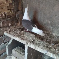 کبوتر|پرنده|بروجرد, |دیوار