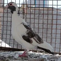 کبوتر پلنگ زاغ کرواتی قهره همه کرمونی
