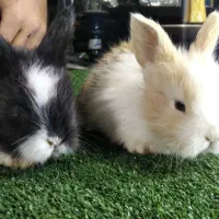 خرگوش های توپول کوچک