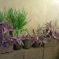 حراجی گل مریم