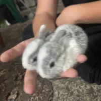 خرگوش های مینیاتوری|موش و خرگوش|کاشان, ولیعصر|دیوار