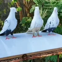 به برای هوا میخای بیا پی