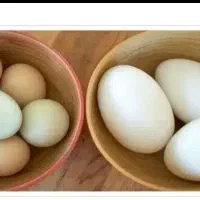 تخم غازوتخم مرغ محلی